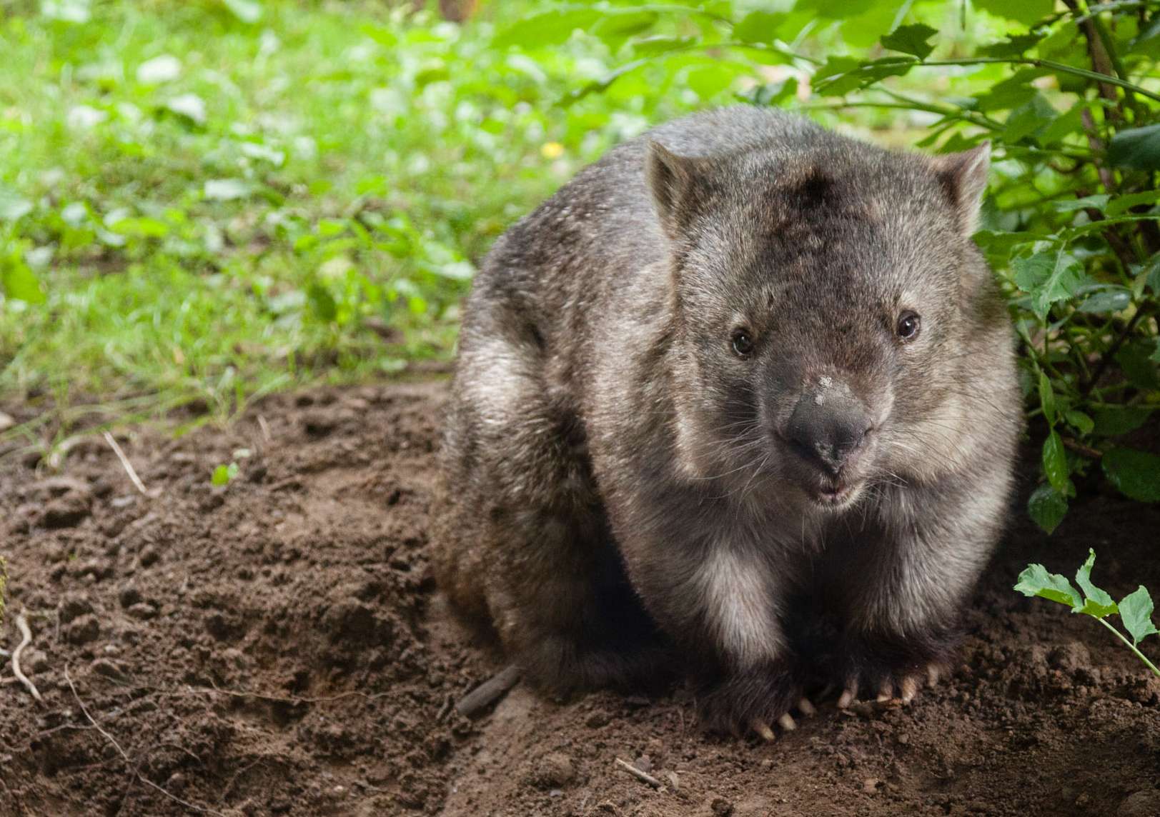 wombat